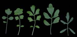Cardamine occulta. Rosette leaves.
 Image: P.B. Heenan © Landcare Research 2019 CC BY 3.0 NZ